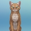 Project Simmy - Simmy logo