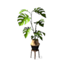 Growing Together SINGLE Monstera Plant Replacement (No CC) logo