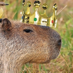 Capy-B
