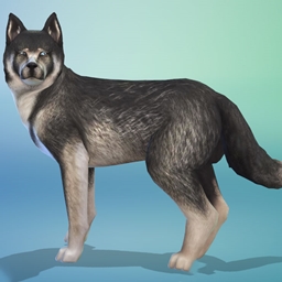 Project Simmy - Nina project image