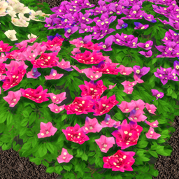 Bougainvillea Plants