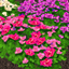 Bougainvillea Plants logo