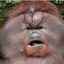 monkey quest logo
