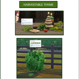 Harvestable Thyme logo