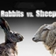 Rabbits vs Sheep