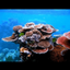 Revive Coral Recipes logo