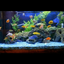 Aquarium logo