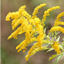 Goldenrod & Ironweed (GRIW) logo