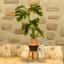Potted Monstera Plant logo
