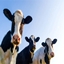 Cows loading screen logo