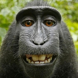 MonkeyCraft! logo