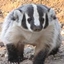 Badgers Medieval logo