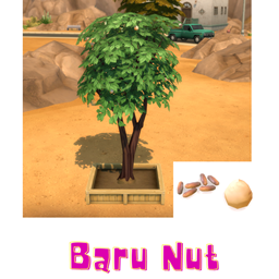 Baru Nut (Harvestable)