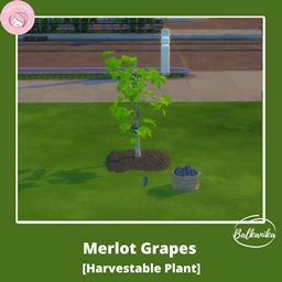 Merlot Grapes