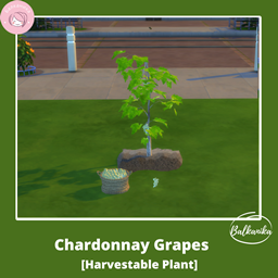 Chardonnay Grapes