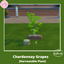 Chardonnay Grapes logo