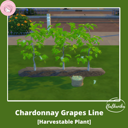 Chardonnay Vineline