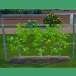 Grapes Rail Fence