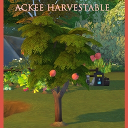 Harvestable Ackee