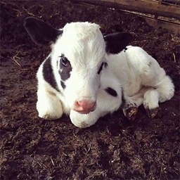 Lazy Baby Cow logo