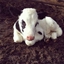 Lazy Baby Cow logo