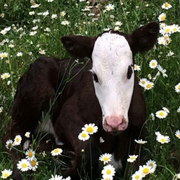Daisy Cow logo