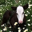 Daisy Cow logo