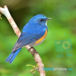 Birb Zone logo