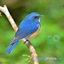 Birb Zone logo