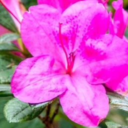 Azaleas in Full Bloom logo