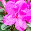 Azaleas in Full Bloom logo