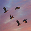 Dusk in The Snow logo