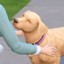 Custom Career - Pet Sitter