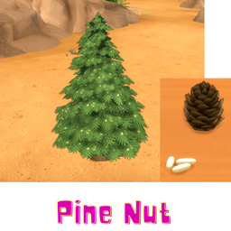 Pine Nut