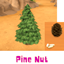 Pine Nut logo