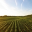 Its Farming Time logo