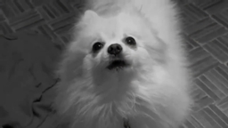 Barking Gabe Guns project image