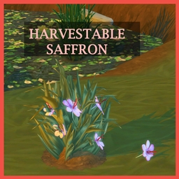 Harvestable Saffron