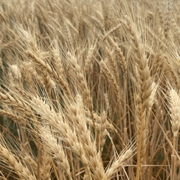Farming in the Paradise project image