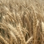 Farming in the Paradise logo