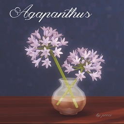 Agapanthus