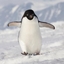 Pengi Create logo