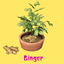 Ginger (Harvestable) logo