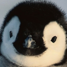 Penguin's RPG project image
