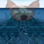 Elden Dog Jump-scare (Optifine) logo