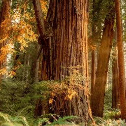 Redwood Dynasty