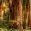Redwood Dynasty logo