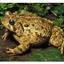 Toad World logo