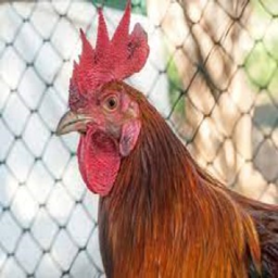 Cock Craft project image