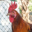 Cock Craft logo